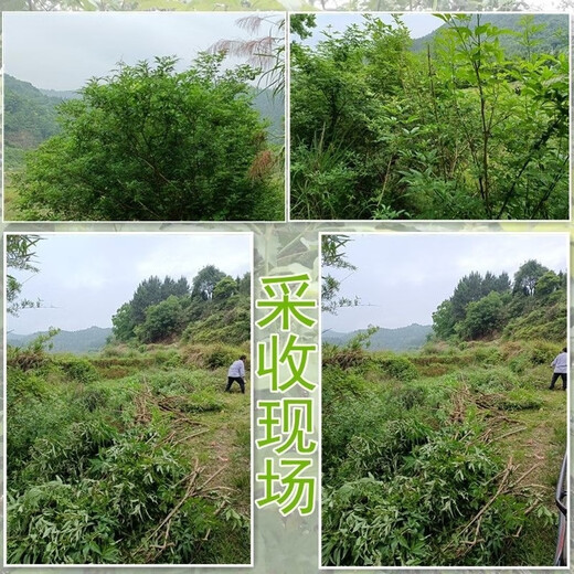 Guangdong alkaline water, Guangxi Bujing tree ash water rice dumpling, Dragon Boat Festival specialty, Jianshui, yellow thorn ash water rice dumpling, grass and wood ash water 1503 grams of gray water, about 3 Jin Jin equal to 0.5 kilograms rice ash water fragrance