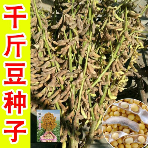 Thousand Jin Jin is equal to 0.5 kilograms. Bean soybean seeds, early soybean seeds, farmers' own soybean seeds. Thousand Jin Jin is equal to 0.5 kilograms. Beans 250 grams. Yield per mu is over 1,000. Original color.