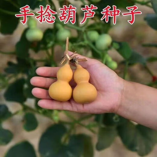 Extra small potted gourd seeds, hand-twisted gourd seeds, balcony ornamental ornaments, hand-twisted small gourd seeds, carefully selected grains, about 75 grains, gourd seeds