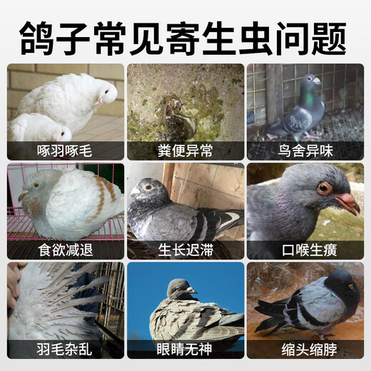 Tianyi Hong Pigeon Chongqing genuine Pigeon Chongqing Coccidia Trichomonas safe breeding racing pigeons homing pigeon breeding pigeon general feed additive Pigeon Chongqing 1 bottle