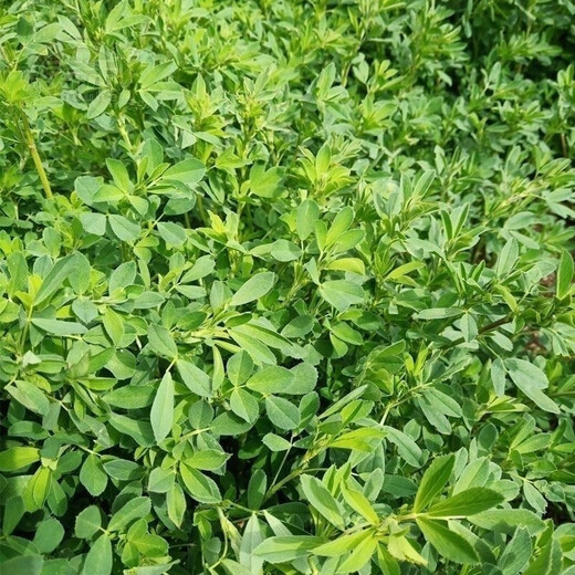 Edible Alfalfa Healthy Wild Rapeseed Summer Alfalfa Sprouts Four Seasons Hardcover (5 packs, about 9000 capsules)