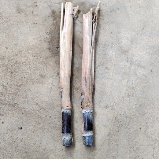 Authentic Guangxi black-skinned sugarcane seedlings can be potted with 3 to 4 buds per root in the middle section and high survival rate. 2 black-skinned sugarcane seedlings