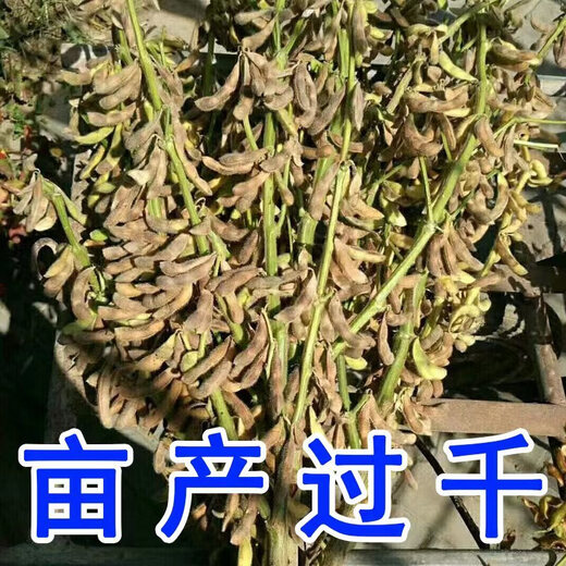 Thousand Jin Jin is equal to 0.5 kilograms. Bean soybean seeds, early soybean seeds, farmers' own soybean seeds. Thousand Jin Jin is equal to 0.5 kilograms. Beans 250 grams. Yield per mu is over 1,000. Original color.