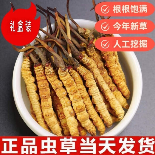 Cordyceps Sinensis Cordyceps Sinensis à haute altitude haute altitude Cordyceps Sinensis Box disponible. 2 1 gram Cordyceps sinensis dans le tibet nago cordyceps sinensis 10 pièces au total