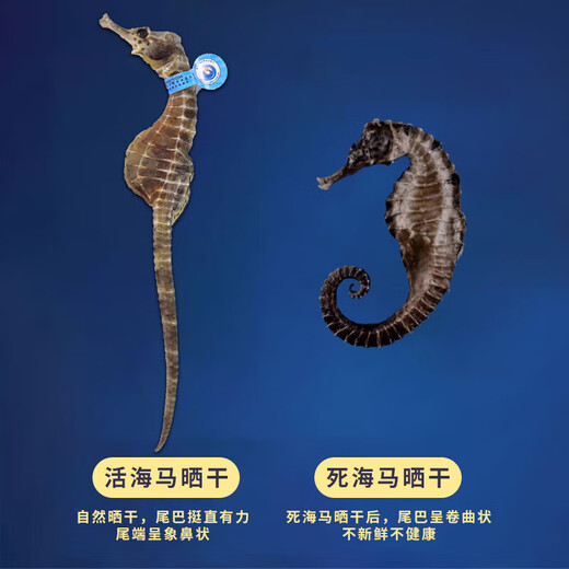 鹿年堂海马1对2克公母两只 干货 男性滋补泡酒组合 营养煲汤材料