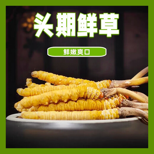 2025 Fresh Cordyceps Fresh Cordyceps Sinensis Authentic freshly dug Cordyceps sinensis fresh grass shipped directly from the origin by SF Express Tibetan fresh Cordyceps 0.8-0.9 grams 30 pieces each get 2 pieces shipped by SF Express