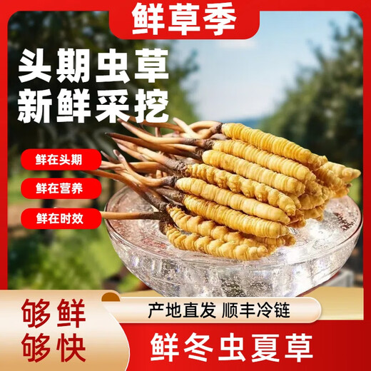 2025 Fresh Cordyceps Fresh Cordyceps Sinensis Authentic freshly dug Cordyceps sinensis fresh grass shipped directly from the origin by SF Express Tibetan fresh Cordyceps 0.8-0.9 grams 30 pieces each get 2 pieces shipped by SF Express