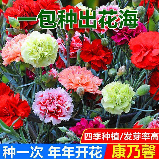 Double carnation seeds are easy to grow live flowers in potted plants for balcony indoor and outdoor for all seasons. Carnation seeds 12 colors mixed pack great value benefits 2 packs about 538 capsules garden balcony