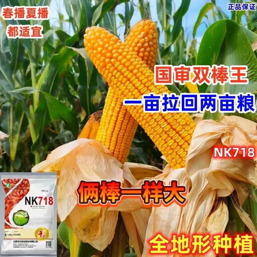 Twin autumn corn, high yield, nationally approved big stick corn seed, lodging and drought resistant seed, can be planted in Yunnan, Guizhou and Sichuan. NK718 2.9Jin Jin is equal to 0.5kg. It can be planted in one acre.