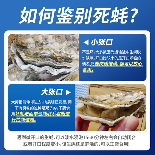 Fresh Seaway Fresh Rushan Oysters 5XL Net Weight 5Jin Jin is equal to 0.5kg 9-12 pcs Fresh Seafood and Shellfish Straight from the Source