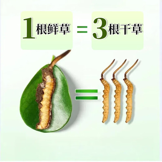 
2025 first-term fresh grass fresh cordyceps genuine fresh cordyceps natural fresh cordyceps nutritional nourishment gifts Tibetan fresh grass 0.5-0.6 grams/piece 30 pieces of 2 pieces Cordyceps SF Express delivery