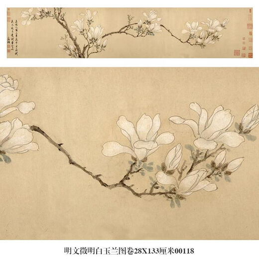 溥畔明文徵明白玉兰图卷花鸟画微喷仿古复制品新中式装饰画卷轴挂画 明文征明白玉兰图卷28X256厘米1 专用宣纸喷绘乳白色横轴装裱
