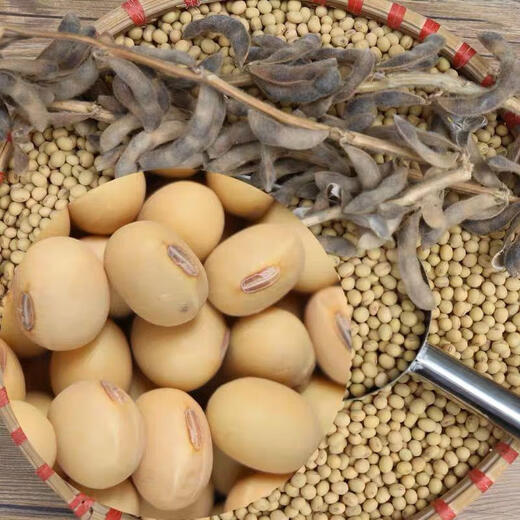 Early soybean seeds, self-sown soybean seeds, high yield, early maturing bean sprouts, 10 Jin, Jin is equal to 0.5 kg, large bean seeds, edamame, soybean seeds, original unpacking, 2 Jin, Jin is equal to 0.5 kg