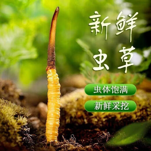 鹿章堂2025新鲜冬虫夏草头茬虫草顺丰冷链产地直发精选新鲜大草 西藏鲜虫草每条0.8克50条装