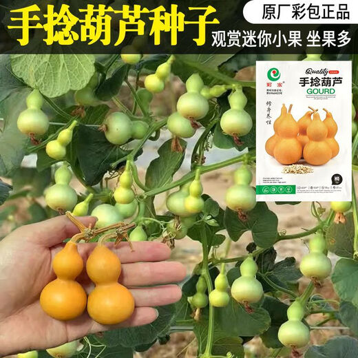 Extra small potted gourd seeds, hand-twisted gourd seeds, balcony ornamental ornaments, hand-twisted small gourd seeds, carefully selected grains, about 75 grains, gourd seeds