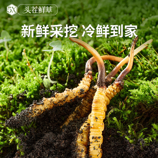 Ayishe Der erste frische Cordyceps sinensis frische Cordyceps -Geschenkbox im Jahr 2025 wird an die Ältesten im Drachenboot Festival Geschenk 1 Gramm/Wurzel 50 Geschenkboxen geliefert