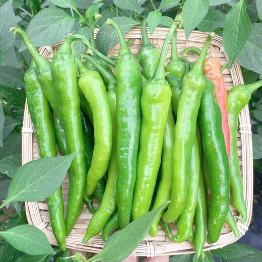 Non-spicy authentic non-spicy Hangzhou pepper No. 1 seeds fruit Hangzhou pepper pepper non-spicy vegetable seeds Qianrui original packaging 2 packs (about 200) for free