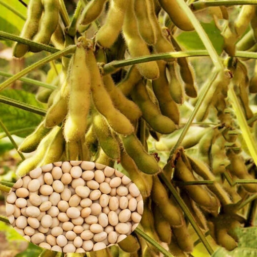 Thousand Jin Jin is equal to 0.5 kilograms. Bean soybean seeds, early soybean seeds, farmers' own soybean seeds. Thousand Jin Jin is equal to 0.5 kilograms. Beans 250 grams. Yield per mu is over 1,000. Original color.