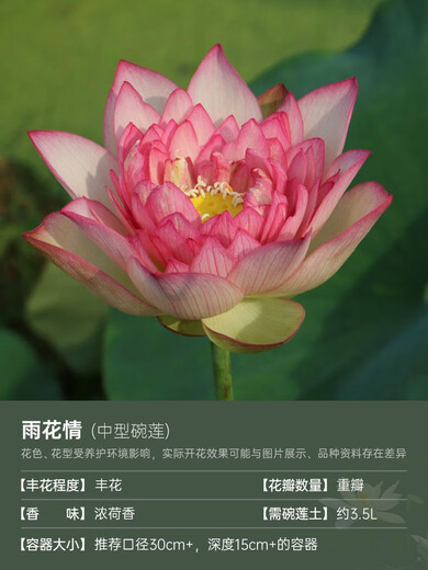Miniature bowl lotus seedlings hydroponic plants lotus small lotus seedlings root stem lotus whip seedlings garden flowers potted naked lotus roots rain flower love [medium size] 8-15CM