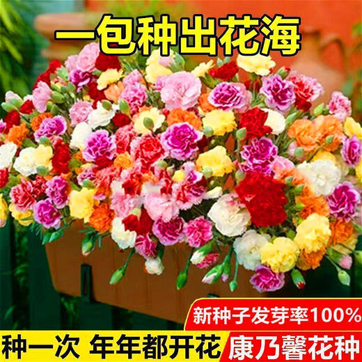 Double carnation seeds are easy to grow live flowers in potted plants for balcony indoor and outdoor for all seasons. Carnation seeds 12 colors mixed pack great value benefits 2 packs about 538 capsules garden balcony