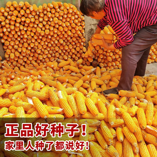 Zhengdan 958 national-approved corn variety corn seed high-yielding big stick corn seed Ludan 981 corn seed National-approved Zhengdan 958 corn seed original 3.5 Jin Jin equal to 0.5 kg 1 bag