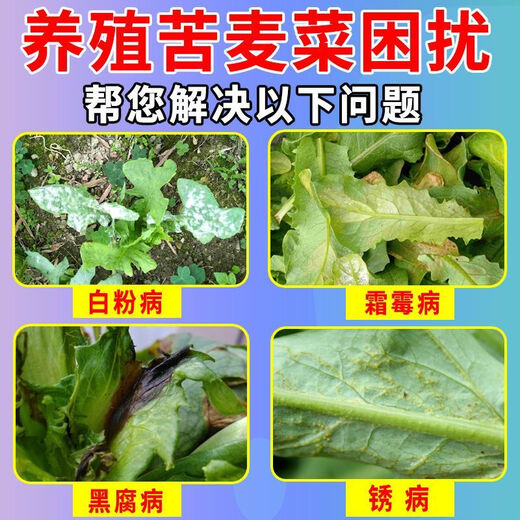 Songqing's special fertilizer for powdery mildew on bitter wheatgrass disease. Complete treatment of bitter wheatgrass disease. 3 bottles of powerful effect.