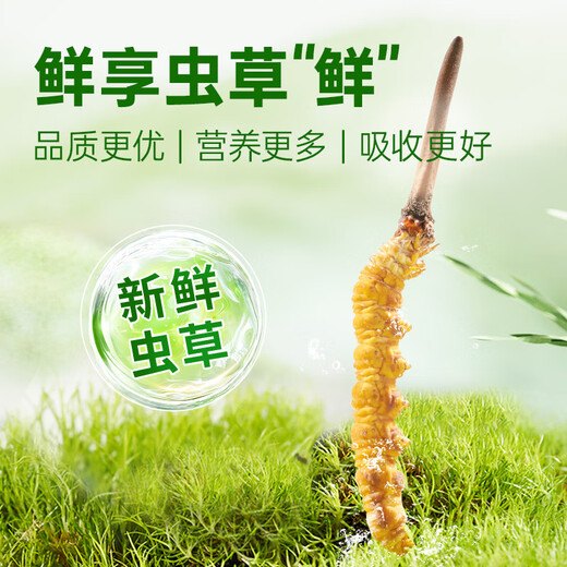 
Fresh Cordyceps sinensis Yuanjiang grass, 2025 first stubble Cordyceps 1.0~1.1g/root 50 roots, direct and cold transportation from the source