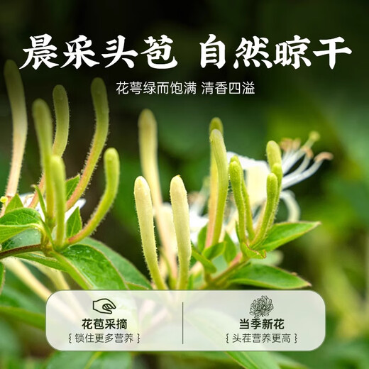 Beijing Tongrentang special grade honeysuckle first stubble with fluffy honeysuckle, chrysanthemum wolfberry tea, 1 can 80g [no smoked and sulfur-free]