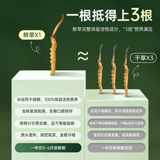 Guokuntang [Academy chinoise des sciences traçabilité] Cordyceps frais Sinensis Nagqu, Tibet. Boîte-cadeau Wild Souchue First Cordyceps Nagqu Nagqu Fresh Grass 0,8-1,0 g / Racine 100 Racines