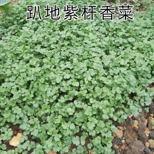 Easy to germinate large-leaf coriander seeds coriander seeds heat-resistant four-season balcony indoor potted seeds vegetable seeds lying on the ground purple stem coriander about 500 capsules 1 pack