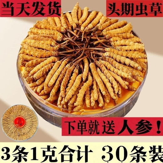 Cordyceps Sinensis Cordyceps Sinensis à haute altitude haute altitude Cordyceps Sinensis Box disponible. 2 1 gram Cordyceps sinensis dans le tibet nago cordyceps sinensis 10 pièces au total