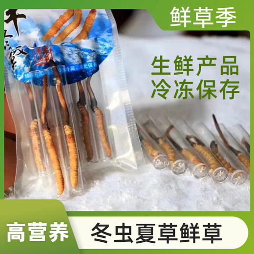 [2025 Erste Stoppeln frisches Gras] Frisch Cordyceps natürlicher frischer Cordyceps Echtes frisches Gras Ernährung tibetaner frisches Gras 1,0-1,2 Gramm/Stück 30 Stücke von 2 Stück Cordyceps geliefert von SF Express