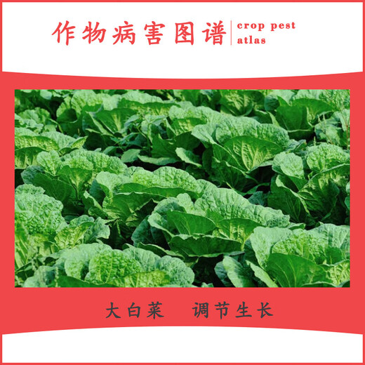 List Bao 8 Aminoglycerol increases chlorophyll, promotes photosynthesis, enhances absorption, regulates balance, and increases yield 300g