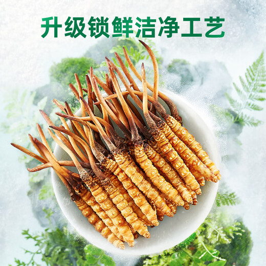 紫蓝花海新鲜冬虫夏草头茬鲜虫草自用送礼佳品礼盒装 0.7-0.8克/根 100根