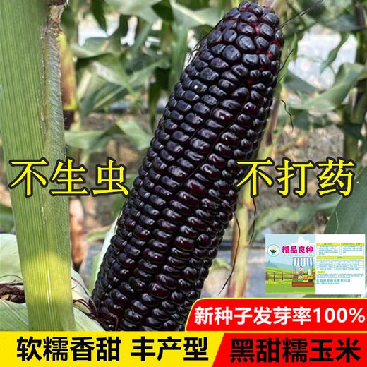 Planted all year round. Authentic black sweet waxy corn seeds. Planted black corn seeds all year round. Black sweet waxy corn seeds. Black sweet waxy corn seeds. Only new seeds sold. 5 packs, about 250 grains.