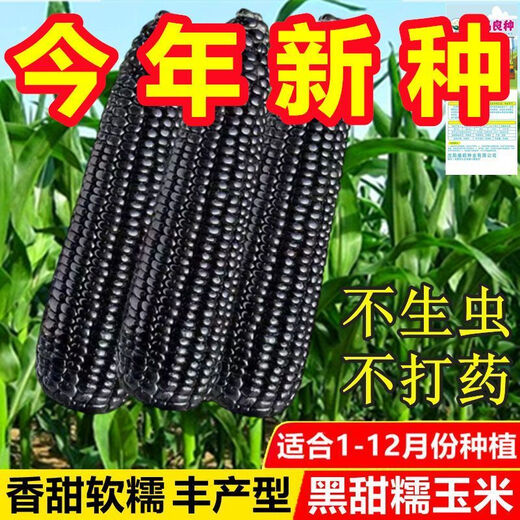 Planted all year round. Authentic black sweet waxy corn seeds. Planted black corn seeds all year round. Black sweet waxy corn seeds. Black sweet waxy corn seeds. Only new seeds sold. 5 packs, about 250 grains.
