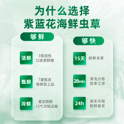 紫蓝花海新鲜冬虫夏草头茬鲜虫草自用送礼佳品礼盒装 0.7-0.8克/根 100根