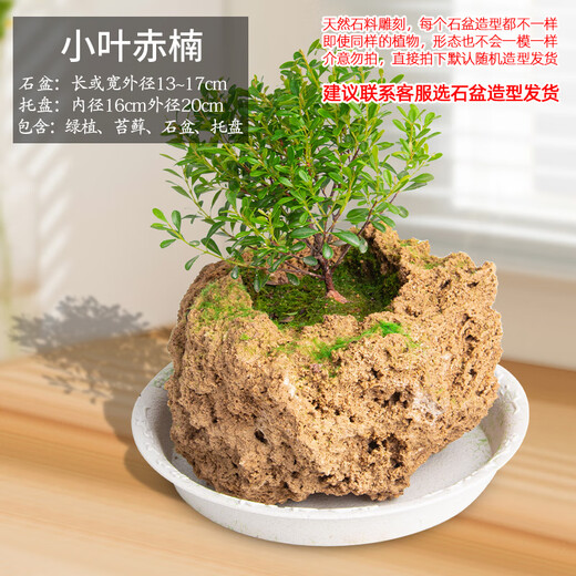 Stone flowerpot absorbent stone water stone original stone natural flowerpot with asparagus bamboo and calamus succulent plant micro landscape pot 13-17cm stone pot + small leaf red phoebe package one