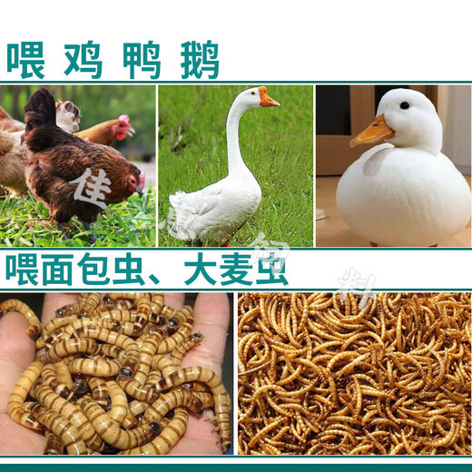 Wheat bran feeding chicken feed fishing fresh wheat bran maifuzi wheat compress skin wheat bran bran 5 Jin Jin equals 0.5 kg 80 Jin Jin equals 0.5 kg Oats 5 Jin Jin equals 0.5 kg