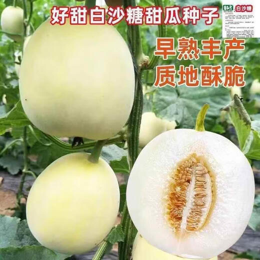 Qizhe Super Sweet White Sugar Melon Seed Super Sweet Early Melon Ripe Seed White Honey Melon Can High Yield Sweet Sugar Melon Seed Fruit All Seasons White Sugar Melon Seeds 1 Pack 50 Seasonal