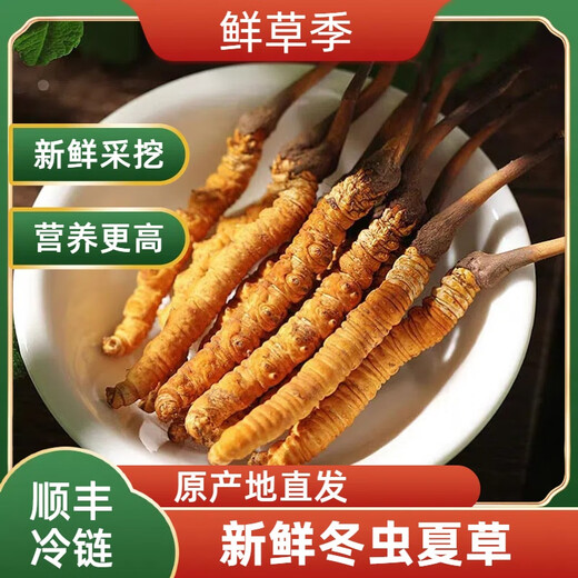2025 Fresh Cordyceps Fresh Cordyceps Sinensis Authentic freshly dug Cordyceps sinensis fresh grass shipped directly from the origin by SF Express Tibetan fresh Cordyceps 0.8-0.9 grams 30 pieces each get 2 pieces shipped by SF Express