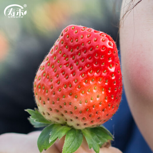 Shouhe Cream Strawberry Seeds Indoor Four Seasons Winter and Spring Potted Cream White Strawberry Winter and Spring Sowing Seeds Cream Red Strawberry Seeds Small Bag Trial Planting About 100