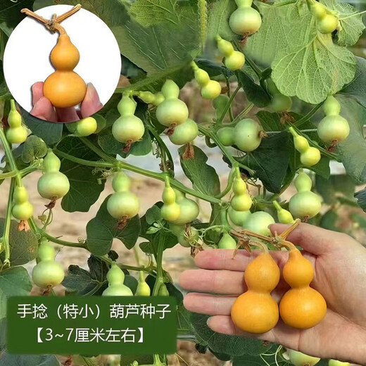 Extra small potted gourd seeds, hand-twisted gourd seeds, balcony ornamental ornaments, hand-twisted small gourd seeds, carefully selected grains, about 75 grains, gourd seeds