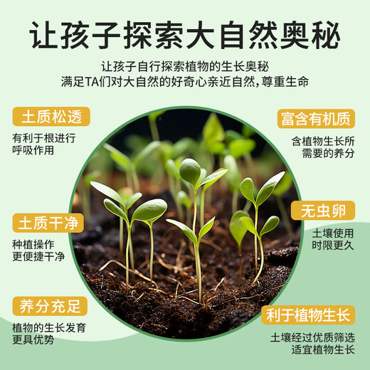 Beiyipin children planting small potted cream strawberry fruit seeds kindergarten plant observation box primary school student gift