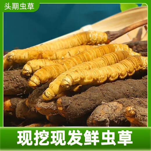 2025 Fresh Cordyceps Fresh Cordyceps Sinensis Authentic freshly dug Cordyceps sinensis fresh grass shipped directly from the origin by SF Express Tibetan fresh Cordyceps 0.8-0.9 grams 30 pieces each get 2 pieces shipped by SF Express