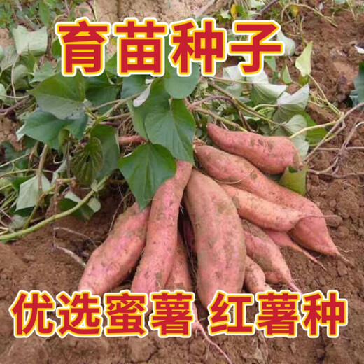Sweet Potato Seed Tobacco Potato Watermelon Red Sweet Potato Sweet Potato Candied Sweet Potato Sweet Potato Seedling Seedlings Durian Sweet Potato Sweet Potato Noble Seed Fruit 5Jin Jin is equal to 0.5 kg
