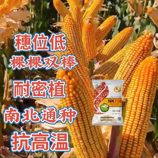 Twin autumn corn, high yield, nationally approved big stick corn seed, lodging and drought resistant seed, can be planted in Yunnan, Guizhou and Sichuan. NK718 2.9Jin Jin is equal to 0.5kg. It can be planted in one acre.