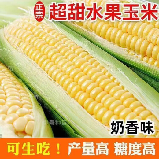 Sweet and crispy fruit corn big cob, early maturing, fragrant and super sweet corn, eaten raw in the field for all seasons, high quality fruit corn seeds, trial planting 5 seeds