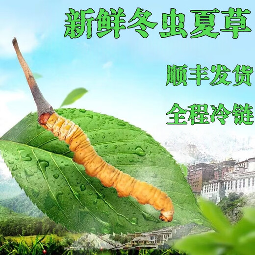2025 Fresh Cordyceps Head Period Authentic Fresh Cordyceps Selection of Fresh Grass Big Grass SF Express Cold Chain Production Directly Haired. Tibet Nagqu Fresh Cordyceps 0.8 grams each pack of 20 pieces