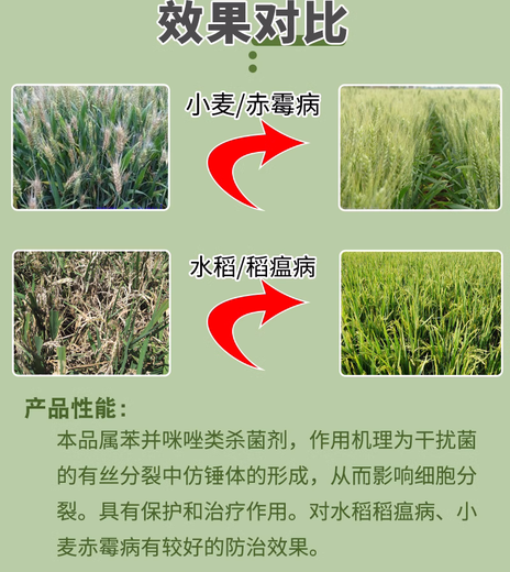 50% carbendazim fungicide for fruit trees, fruits and vegetables soil sterilization flower plant fungicide powdery mildew rice blast 500g